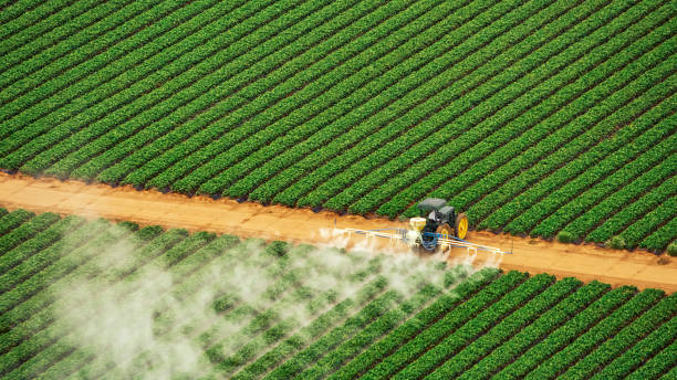 Best Ant Control Services  in Jonesboro, LA